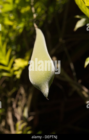 Mature simple pendaison sur vine ripe le soft gousse de glycine rose avec pointe effilée Banque D'Images