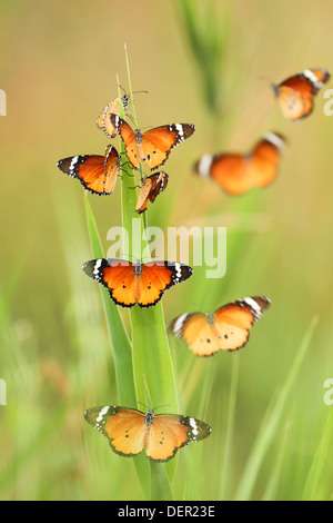 Un troupeau de Plain Tiger (Danaus chrysippe) AKA Papillon monarque africain s'apprête à se reposer pour la nuit Banque D'Images