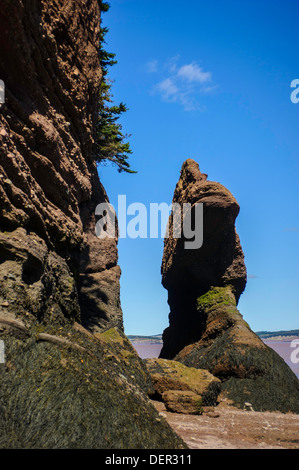 Pot de fleurs à Hopewell Rocks, au Nouveau-Brunswick Banque D'Images