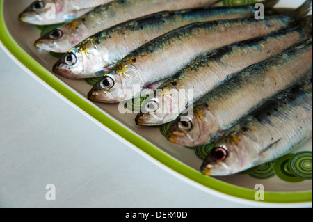 Huit matières sardine (Sardina pilchardus) sur la plaque Banque D'Images