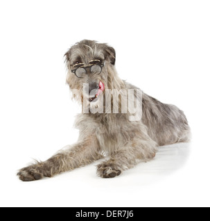 Irish Wolfhound isolé sur fond blanc Banque D'Images