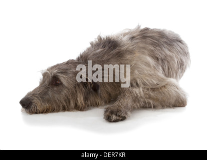 Irish Wolfhound isolé sur fond blanc Banque D'Images