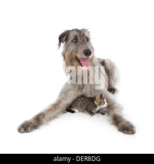 Irish Wolfhound isolé sur fond blanc Banque D'Images