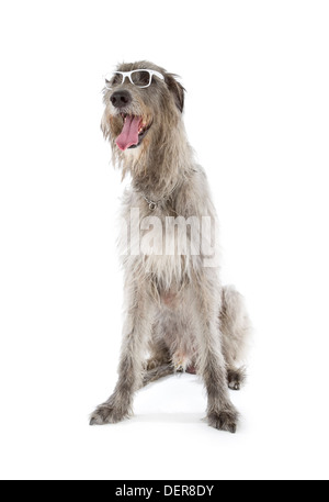 Irish Wolfhound isolé sur fond blanc Banque D'Images