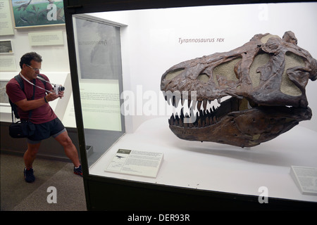 Photographies visiteur crâne de Tyrannosaurus rex à Yale Peabody Museum. Banque D'Images