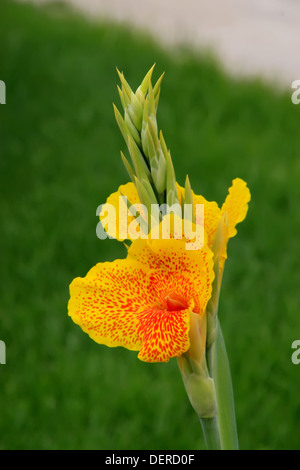 Close up de belles fleurs canna jaune dans un jardin. Banque D'Images