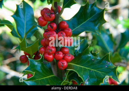 Holly, ou European Holly (Ilex aquifolium) aux fruits rouges. Le Parc Naturel de Gorbeia. Pays Basque, Espagne, Europe. Banque D'Images