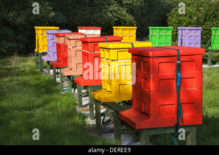 Ruches colorées Langstroth tailles disposées en forme de L. Beekeeping yard & National poly HIVE  polystyrène Apiaries Hives, Liverpool, Merseyside, Royaume-Uni Banque D'Images