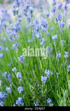 Fleurs sauvages Banque D'Images