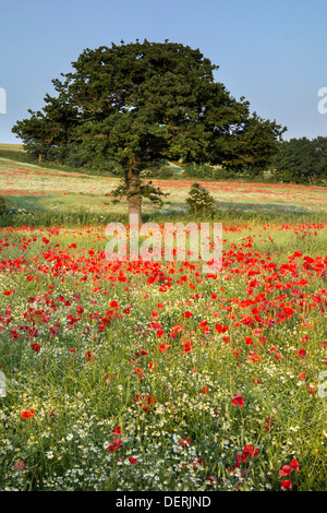 Champ de coquelicots près de Pontefract, West Yorkshire Banque D'Images