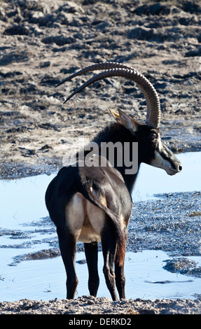 Un hippotrague au bord d'un point d'eau dans le parc national de Chobe, au Botswana Banque D'Images