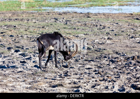 Un hippotrague au bord d'un point d'eau dans le parc national de Chobe, au Botswana Banque D'Images