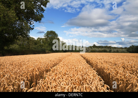 Un champ sur les rives de la rivière Blackwater, comté de Waterford, Irlande Banque D'Images