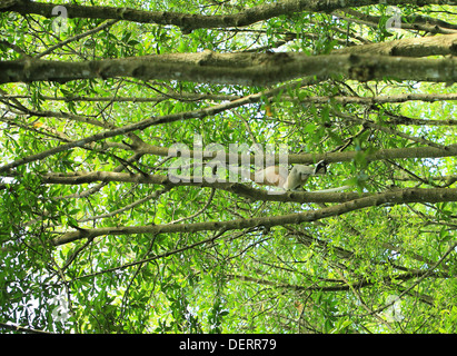 Long Nez Bekantan appelé singe dans la forêt de mangrove en Tarakan Kalimantan - Indoensia - Banque D'Images