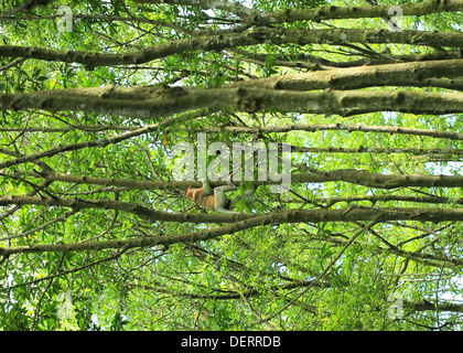 Long Nez Bekantan appelé singe dans la forêt de mangrove en Tarakan Kalimantan - Indoensia - Banque D'Images