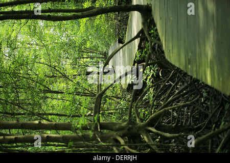 Long Nez Bekantan appelé singe dans la forêt de mangrove en Tarakan Kalimantan - Indoensia - Banque D'Images