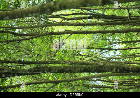 Long Nez Bekantan appelé singe dans la forêt de mangrove en Tarakan Kalimantan - Indoensia - Banque D'Images