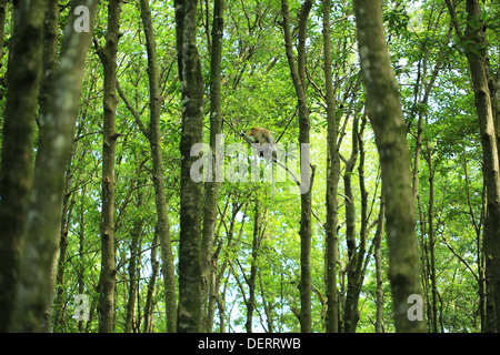 Long Nez Bekantan appelé singe dans la forêt de mangrove en Tarakan Kalimantan - Indoensia - Banque D'Images