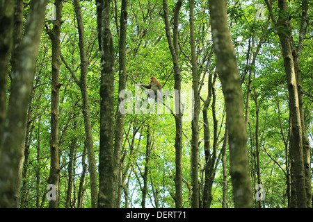 Long Nez Bekantan appelé singe dans la forêt de mangrove en Tarakan Kalimantan - Indoensia - Banque D'Images