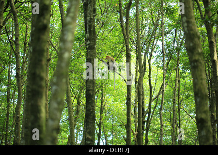 Long Nez Bekantan appelé singe dans la forêt de mangrove en Tarakan Kalimantan - Indoensia - Banque D'Images