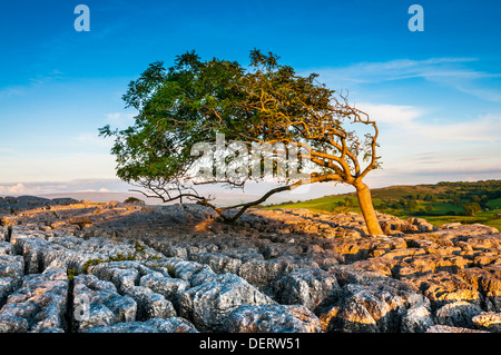 Karst calcaire caractéristique rock, Holme, Burton et Hutton Roof, Cumbria, Lancashire, Angleterre, Royaume-Uni, Europe Banque D'Images