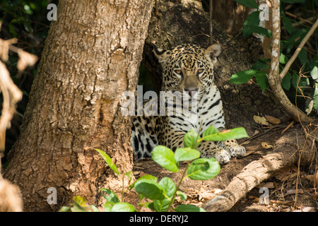 Jaguar en appui sur la berge, dans le Pantanal, au Brésil. Banque D'Images