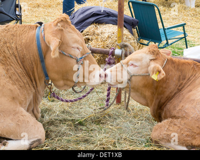 La blonde et la vache veau à la foire agricole 2013 Shérif devient Banque D'Images