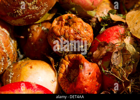 Un certain nombre de pommes de découverte exceptionnels Banque D'Images