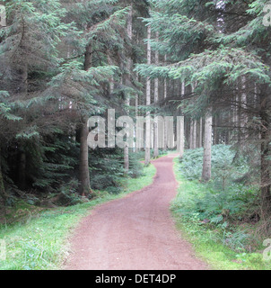 Lakeside Way sentier public, la forêt de Kielder, Northumberland, Angleterre Banque D'Images