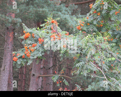 Fruits rouges sur un arbre Sorbier des oiseleurs ou Sorbus aucuparia ( UK ) Banque D'Images