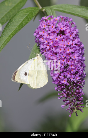 Large White (Pieris brassicae) assis sur les fleurs d'un arbre aux papillons. Banque D'Images