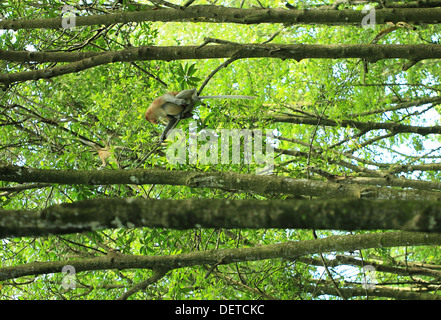 Bekantan est un long nez monkey qui vivent dans Kalimantan (Bornéo) de l'Indonésie. C'est inclure dans l'endangered species Banque D'Images
