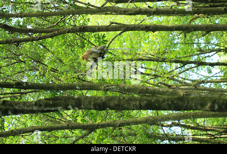 Bekantan est un long nez monkey qui vivent dans Kalimantan (Bornéo) de l'Indonésie. C'est inclure dans l'endangered species Banque D'Images