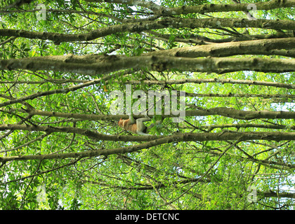 Bekantan est un long nez monkey qui vivent dans Kalimantan (Bornéo) de l'Indonésie. C'est inclure dans l'endangered species Banque D'Images