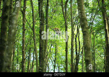 Bekantan est un long nez monkey qui vivent dans Kalimantan (Bornéo) de l'Indonésie. C'est inclure dans l'endangered species Banque D'Images