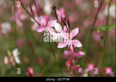 Fleurs étoilées de Gaura lindheimeri avec anthères longue journée d'été sur Banque D'Images