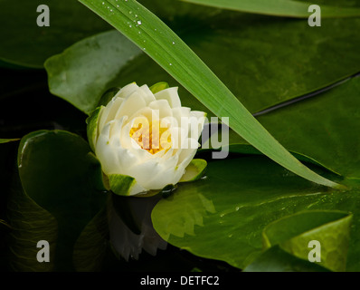 Single white water lily ou lotus avec réflexion Banque D'Images