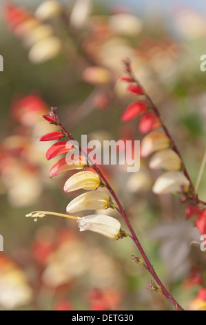 Drapeau espagnol intéressant l'Ipomoea lobata fleurs comme lignes de pétards Banque D'Images