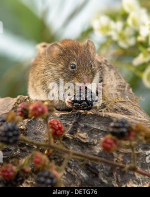 Campagnol roussâtre (Myodes glareolus) se nourrissant sur les framboises dans la lumière du soir Banque D'Images