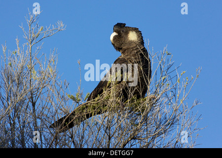 Le cacatoès noir à bec court (Calyptorhynchus latirostris), également connu sous le nom de Carnaby's ou cacatoès cacatoès noirs de Carnaby. Banque D'Images