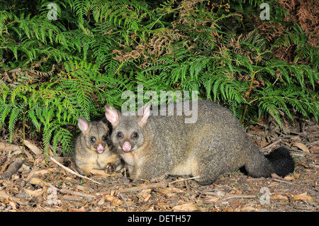 Common Brushtail Possum Trichosurus vulpecula femelle avec grand joey photographié en Tasmanie, Australie Banque D'Images