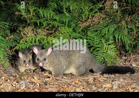 Common Brushtail Possum Trichosurus vulpecula femelle avec grand joey photographié en Tasmanie, Australie Banque D'Images