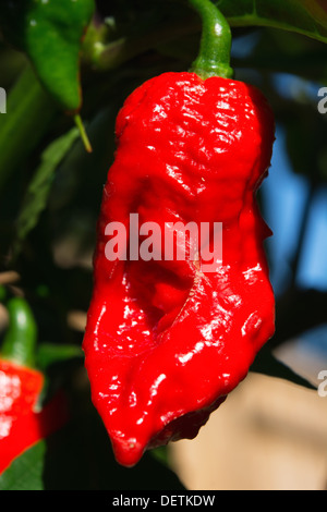 Le piment Bhut Jolokia, l'un des piments les plus chaudes dans le monde (voir la description fort pour plus d'informations et d'autres noms). Banque D'Images