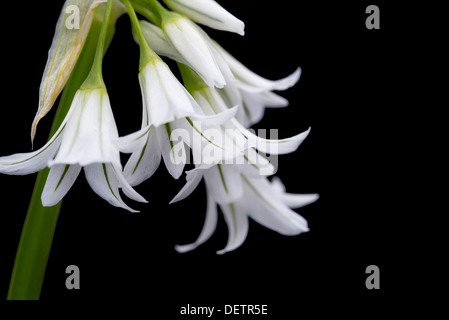 Bluebell Hyacinthoides hispanica espagnol blanc Banque D'Images