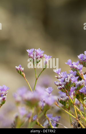 Rock la lavande de mer ; Limonium binervosum ; Fleur ; Cornwall, UK Banque D'Images