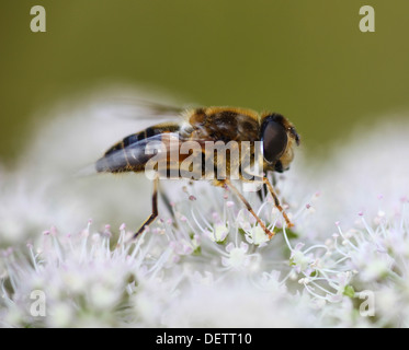 Eristalis tenax hoverfly est un Européen, également connu sous le nom de drone fly dronefly ou Banque D'Images