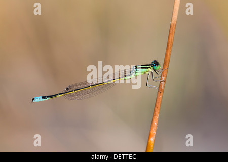 Bleu Libellule Queue rare ; d'Ischnura pumilio mâle immature ; Royaume-Uni ; Banque D'Images