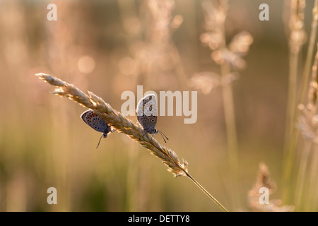 Papillons bleu constellé d'argent ; Plebejus argus ; Pair ; Cornwall, UK Banque D'Images