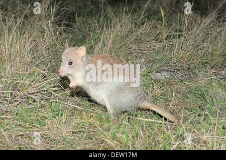 Le Bettong creusant Aepyprymnus rufescens photographié à Victoria, Australie Banque D'Images