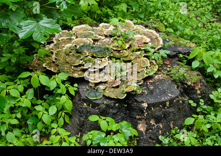 La Turquie queue (Trametes versicolor) sur une souche d'arbre Banque D'Images